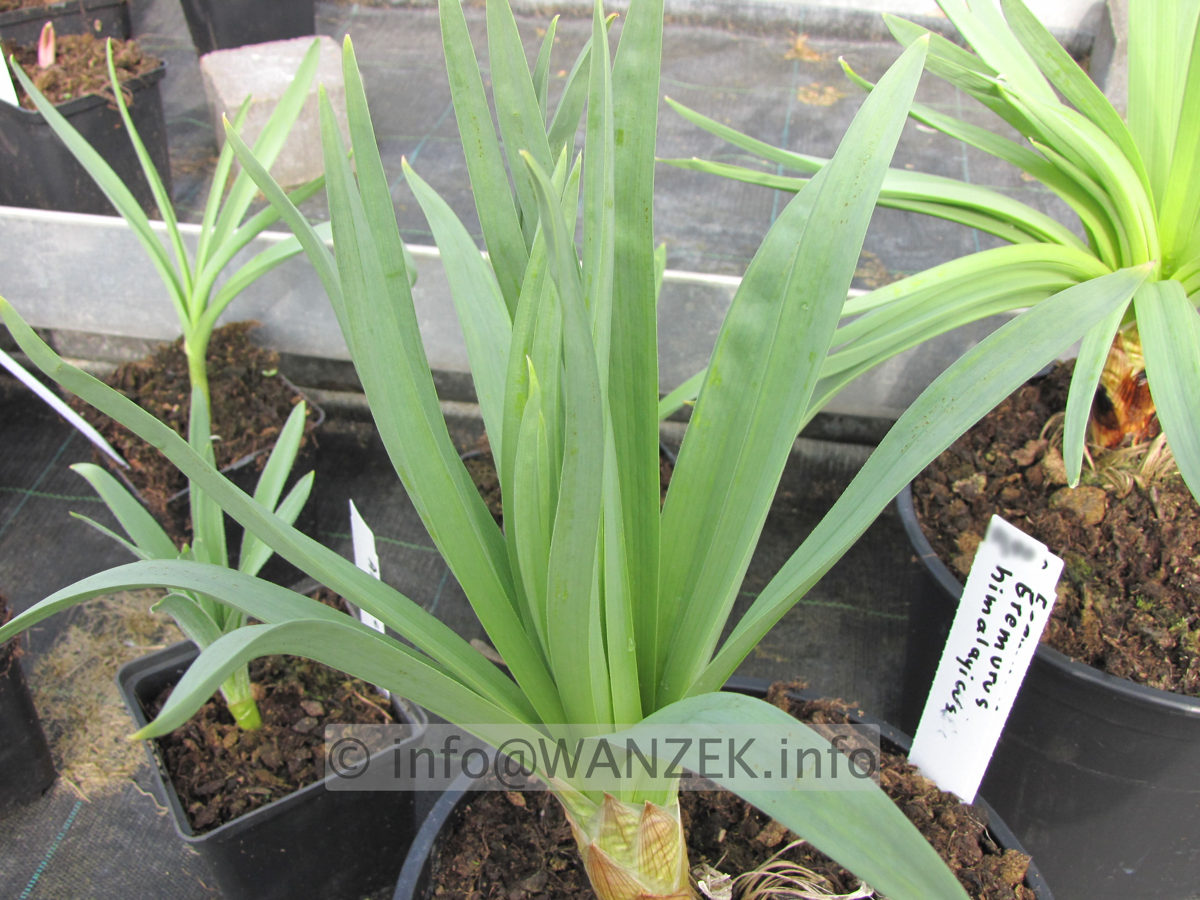 Eremurus himalaicus - Austrieb 3.JPG